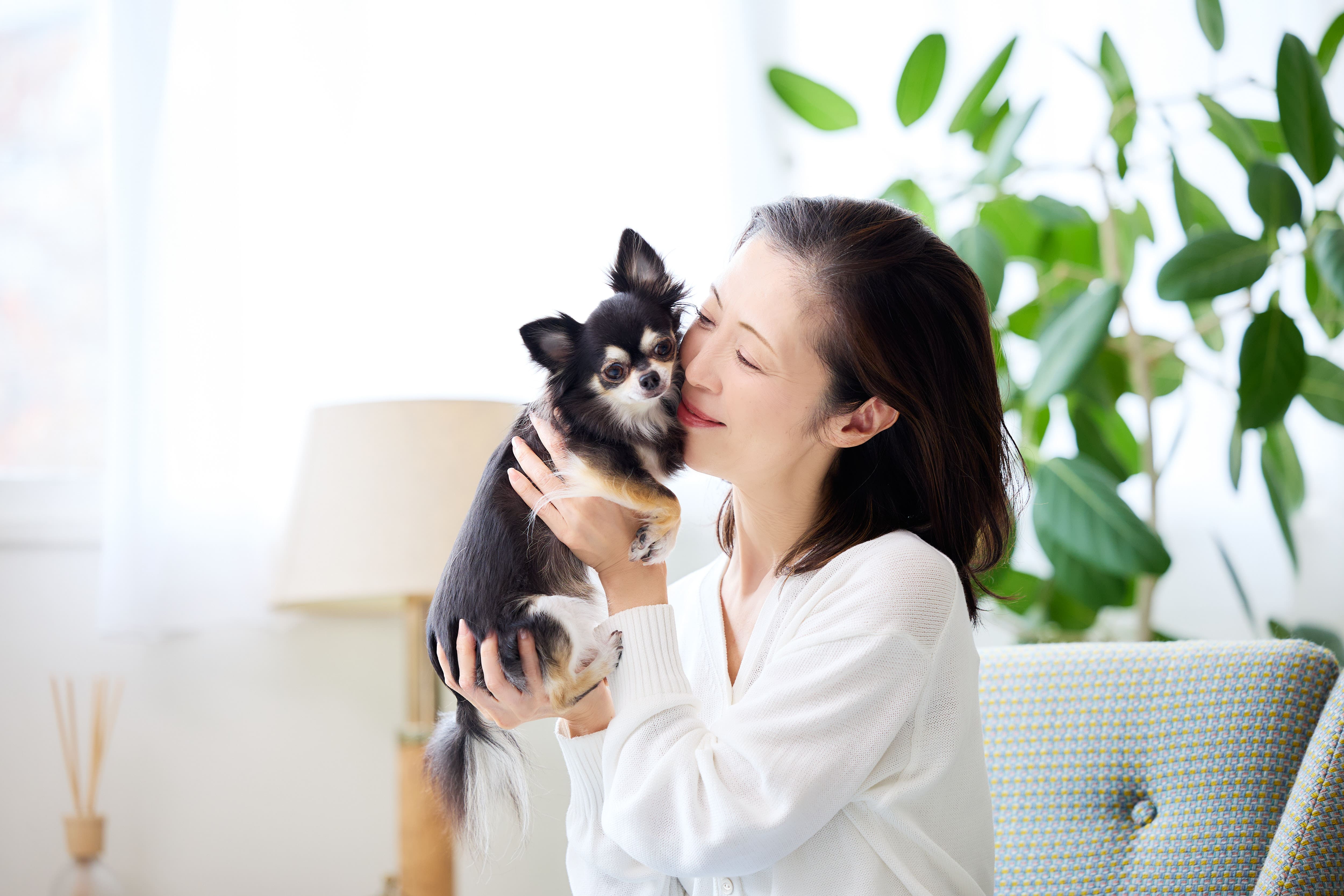 飼い主と触れ合うチワワ