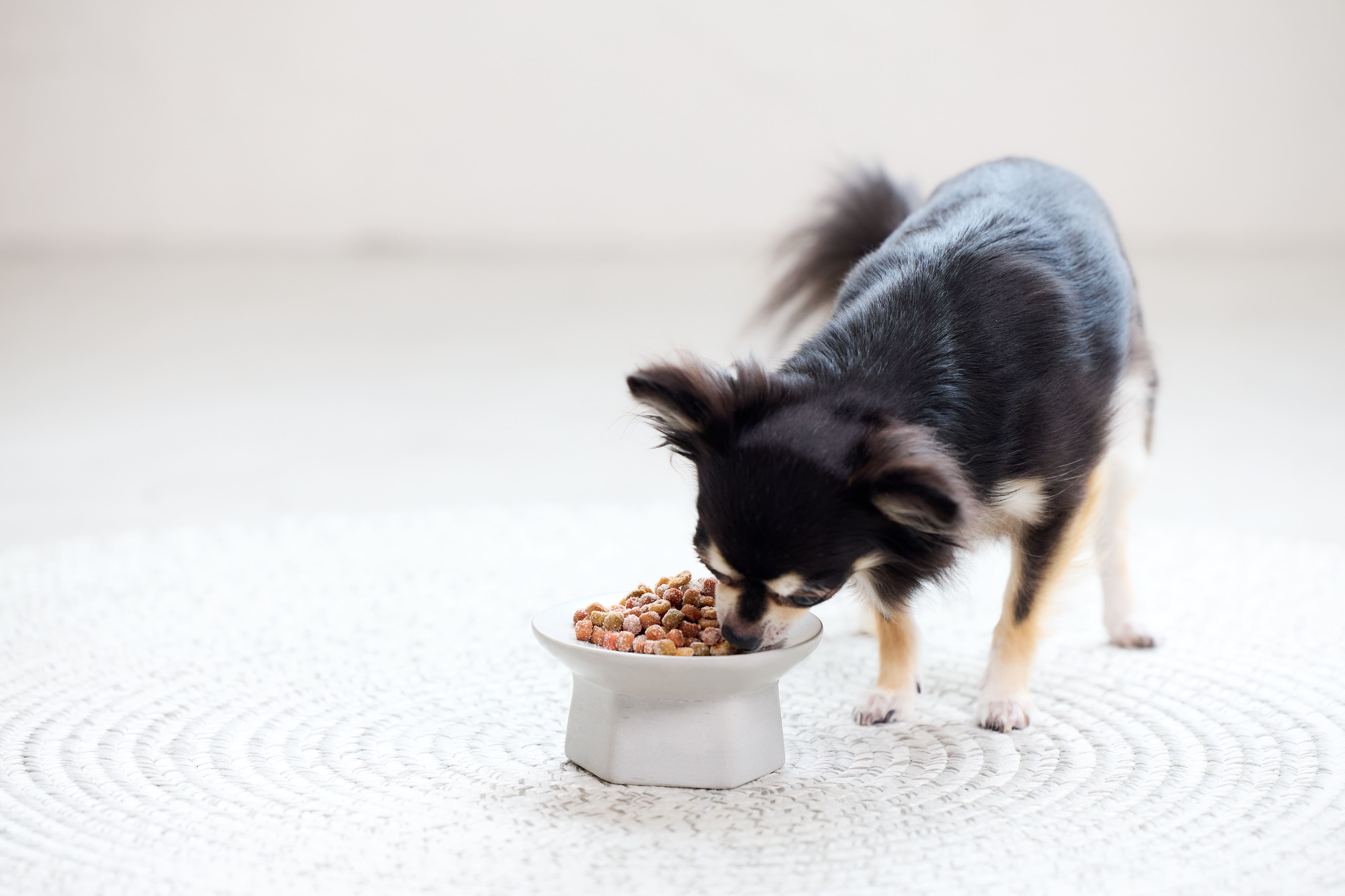食べるチワワ