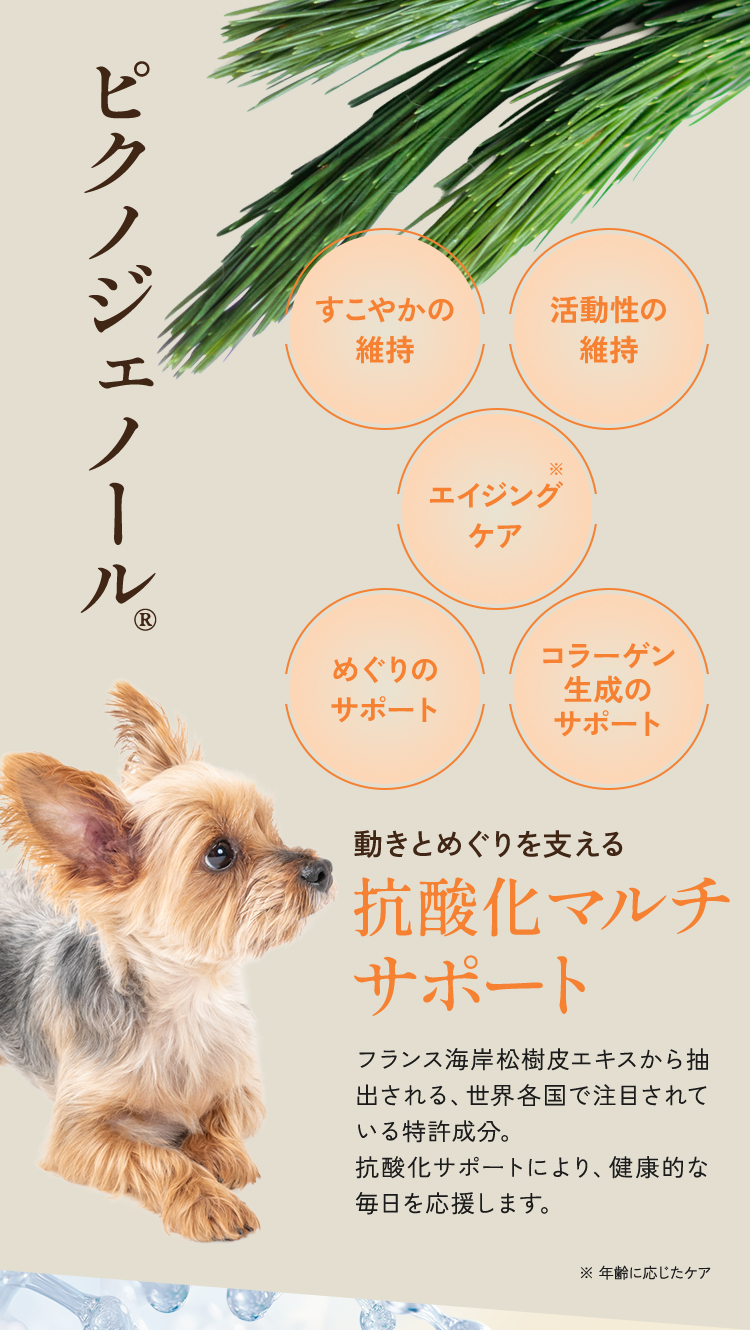 ピクノジェノール